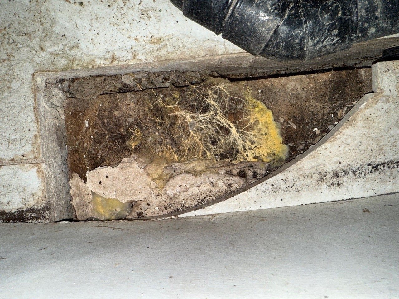 Dry rot found behind plaster